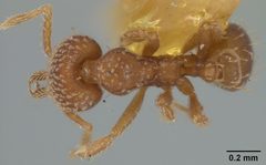 Strumigenys (Strumigenys) louisianae soledadensis by the Smithsonian. Used under a CC0 license.