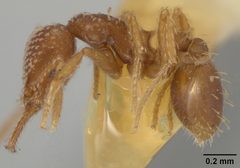 Strumigenys (Strumigenys) louisianae soledadensis by the Smithsonian. Used under a CC0 license.