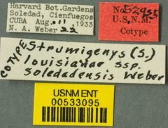 Strumigenys (Strumigenys) louisianae soledadensis by the Smithsonian. Used under a CC0 license.