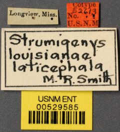 Strumigenys (Strumigenys) louisianae laticephala by the Smithsonian. Used under a CC0 license.