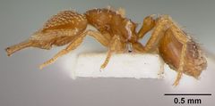 Strumigenys (Strumigenys) louisianae laticephala by the Smithsonian. Used under a CC0 license.
