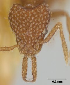 Strumigenys (Strumigenys) louisianae soledadensis by the Smithsonian. Used under a CC0 license.