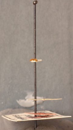 Strumigenys (Strumigenys) louisianae laticephala by the Smithsonian. Used under a CC0 license.