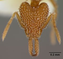 Strumigenys (Strumigenys) louisianae laticephala by the Smithsonian. Used under a CC0 license.