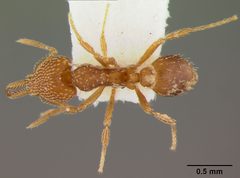 Strumigenys (Strumigenys) louisianae laticephala by the Smithsonian. Used under a CC0 license.