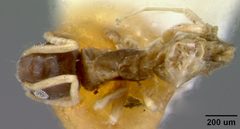 Tapinoma melanocephalum var. australis by the Smithsonian. Used under a CC0 license.
