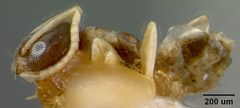 Tapinoma melanocephalum var. australis by the Smithsonian. Used under a CC0 license.