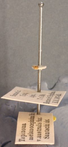 Tapinoma melanocephalum var. australis by the Smithsonian. Used under a CC0 license.