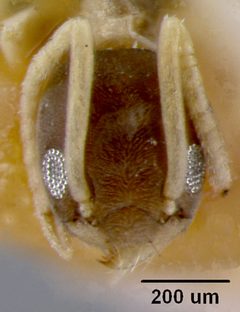 Tapinoma melanocephalum var. australis by the Smithsonian. Used under a CC0 license.