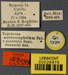 Tapinoma melanocephalum var. australis by the Smithsonian. Used under a CC0 license.