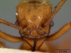 Trachymyrmex nogalensis by the Smithsonian. Used under a CC0 license.
