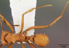 Trachymyrmex nogalensis by the Smithsonian. Used under a CC0 license.