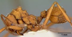 Trachymyrmex nogalensis by the Smithsonian. Used under a CC0 license.