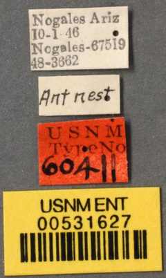 Trachymyrmex nogalensis by the Smithsonian. Used under a CC0 license.