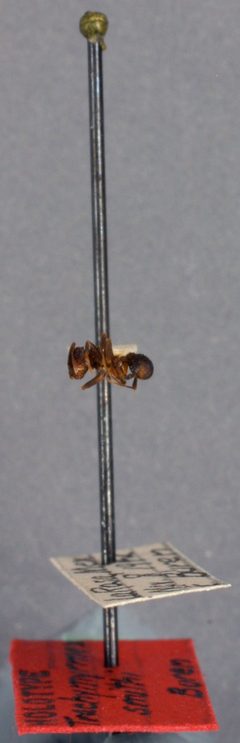 Trachymyrmex smithi by the Smithsonian. Used under a CC0 license.