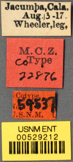 Veromessor andrei flavus by the Smithsonian. Used under a CC0 license.