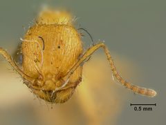 Veromessor andrei flavus by the Smithsonian. Used under a CC0 license.
