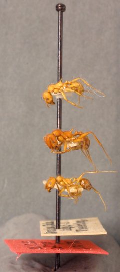 Veromessor andrei flavus by the Smithsonian. Used under a CC0 license.