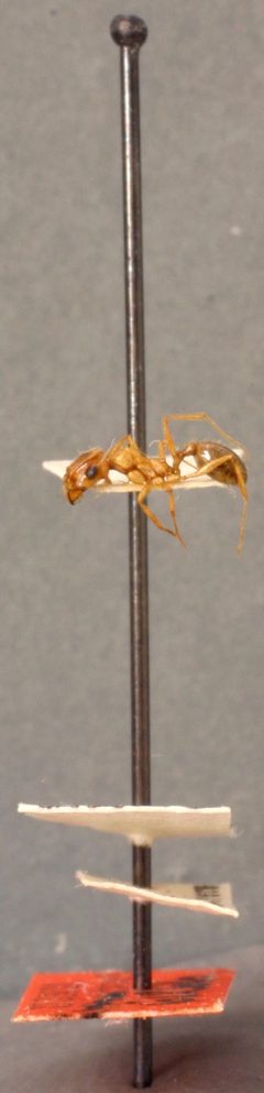 Veromessor lariversi by the Smithsonian. Used under a CC0 license.