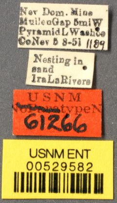 Veromessor lariversi by the Smithsonian. Used under a CC0 license.