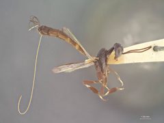 Gasteruption amoyense by the Smithsonian. Used under a CC0 license.