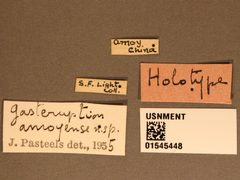 Gasteruption amoyense by the Smithsonian. Used under a CC0 license.