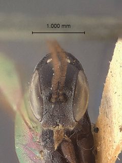 Gasteruption amoyense by the Smithsonian. Used under a CC0 license.