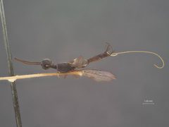Gasteruption amoyense by the Smithsonian. Used under a CC0 license.