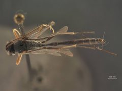 Venturia nigritegula by the Smithsonian. Used under a CC0 license.