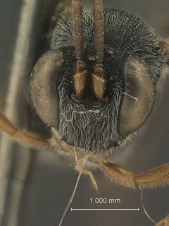 Venturia nigritegula by the Smithsonian. Used under a CC0 license.