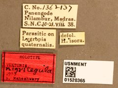 Venturia nigritegula by the Smithsonian. Used under a CC0 license.