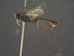 Venturia nigritegula by the Smithsonian. Used under a CC0 license.