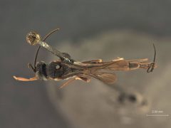 Venturia valelaminata by the Smithsonian. Used under a CC0 license.