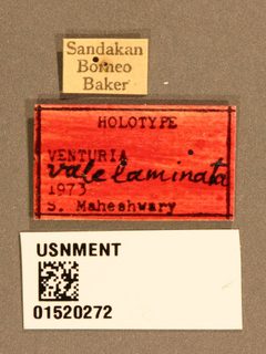 Venturia valelaminata by the Smithsonian. Used under a CC0 license.