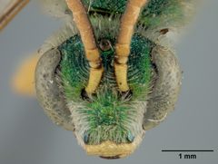 Agapostemon femoratus by the Smithsonian. Used under a CC0 license.