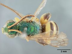 Agapostemon femoratus by the Smithsonian. Used under a CC0 license.