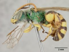Agapostemon femoratus by the Smithsonian. Used under a CC0 license.
