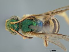 Agapostemon nasutus gualanicus by the Smithsonian. Used under a CC0 license.
