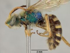 Agapostemon nasutus gualanicus by the Smithsonian. Used under a CC0 license.