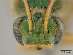 Agapostemon nasutus gualanicus by the Smithsonian. Used under a CC0 license.