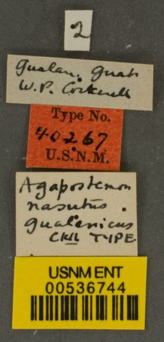 Agapostemon nasutus gualanicus by the Smithsonian. Used under a CC0 license.