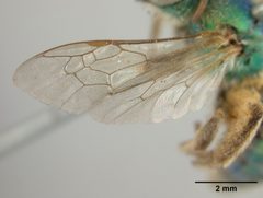 Agapostemon texanus iowensis by the Smithsonian. Used under a CC0 license.