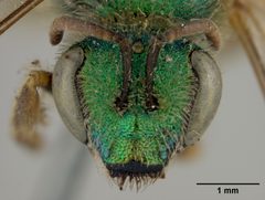 Agapostemon texanus iowensis by the Smithsonian. Used under a CC0 license.