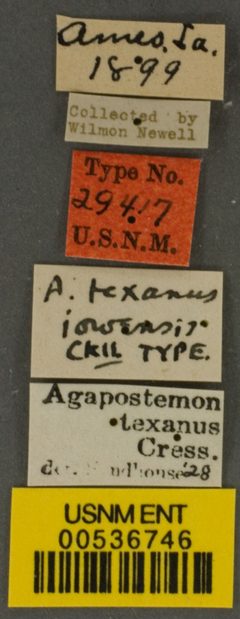 Agapostemon texanus iowensis by the Smithsonian. Used under a CC0 license.