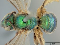 Agapostemon texanus iowensis by the Smithsonian. Used under a CC0 license.