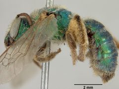 Agapostemon texanus iowensis by the Smithsonian. Used under a CC0 license.