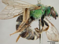 Agapostemon tyleri by the Smithsonian. Used under a CC0 license.