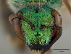 Agapostemon tyleri by the Smithsonian. Used under a CC0 license.