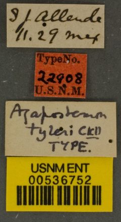Agapostemon tyleri by the Smithsonian. Used under a CC0 license.