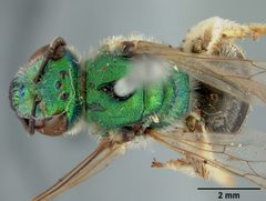 Agapostemon tyleri by the Smithsonian. Used under a CC0 license.